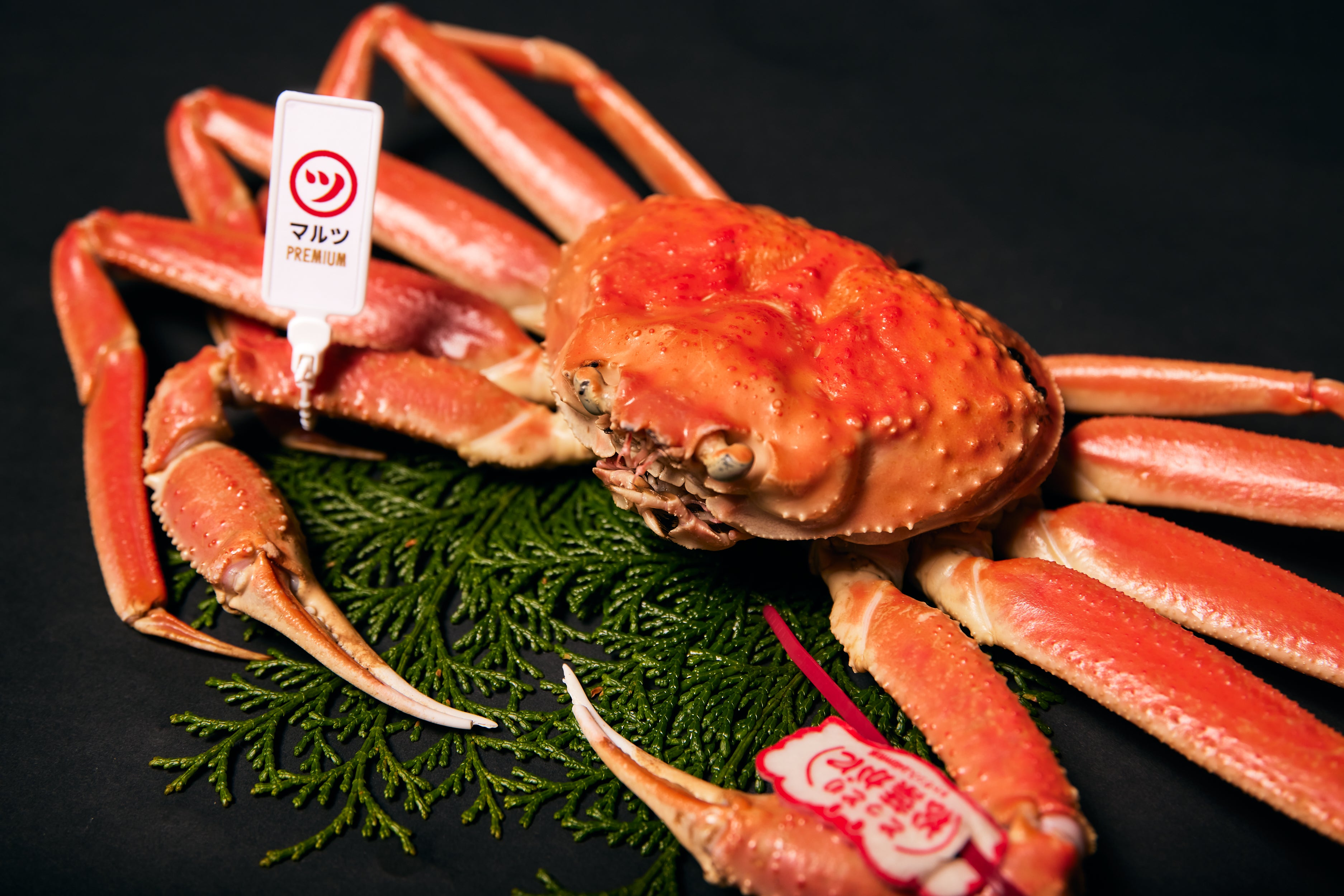 マルツPREMIUM】活〆ボイル松葉がに（900gUP） – 蟹専門店マルツ公式