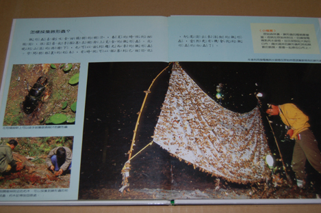 動植物関連書籍 ＞ 節足動物 ＞ 昆虫（甲虫） ＞ 台湾のクワガタ虫