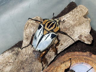 ゴライアスカシクス