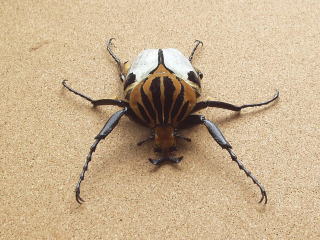 ゴライアスカシクス