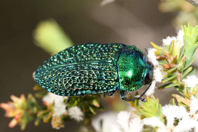 O*ん様 オーストラリアの ムカシタマムシ 3種セット オーストラリアの