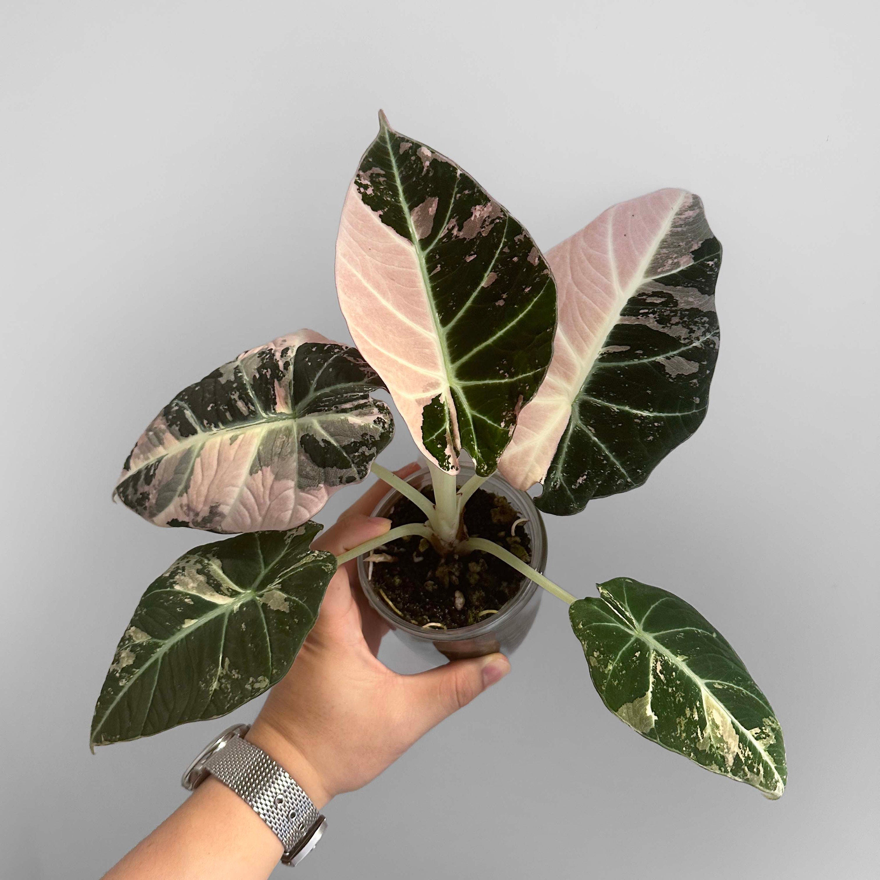 Alocasia Black Velvet Pink Variegated – DingPlants