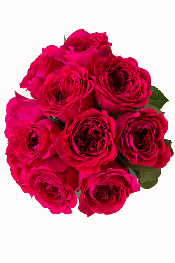 Walzertraum - Hot Pink Garden Rose | Flower Explosion