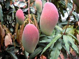 マンゴーの品種 紅龍マンゴー マンゴー苗販売『沖縄マンゴーガーデン』