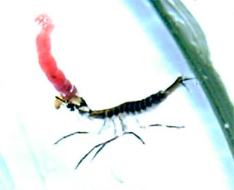 カラフトマルガタゲンゴロウ