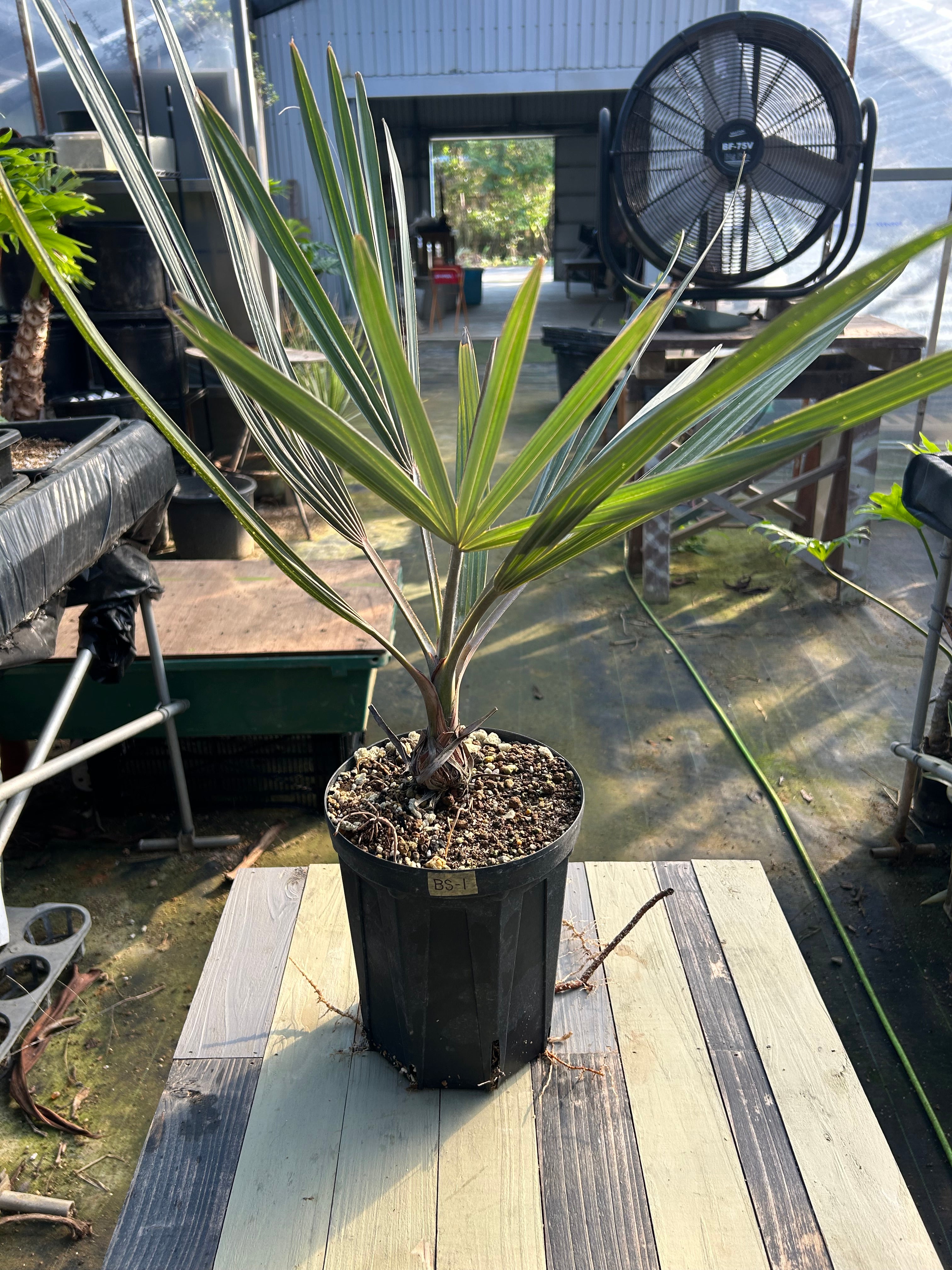 BS-1￼ビスマルキア ノビリス シルバー – GOLDEN CAMPOS OKINAWA