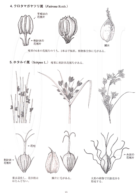 カヤツリグサ科Cyperaceae