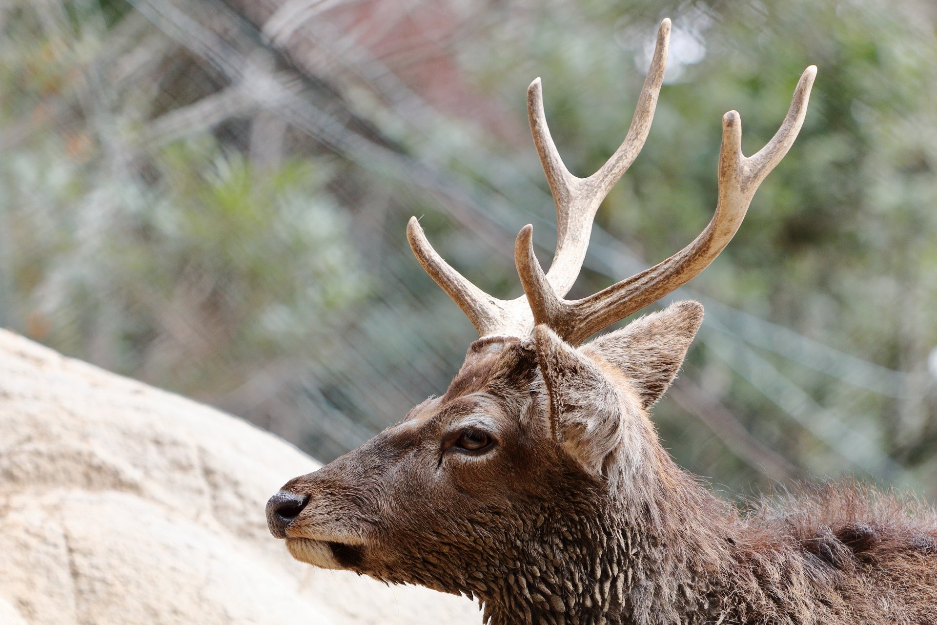 鹿の角(エゾシカ) 鹿の角(エゾシカ) 公式通販