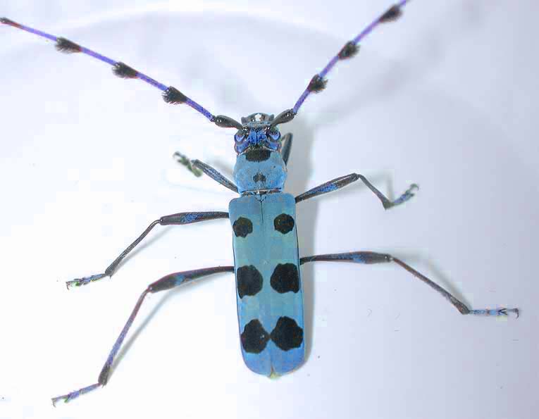 カミキリムシ（日本産カミキリ千種写真公開）