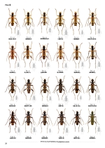 月刊むし・昆虫図説シリーズ