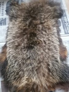 アナグマの皮なめし – われら徳島探検部！