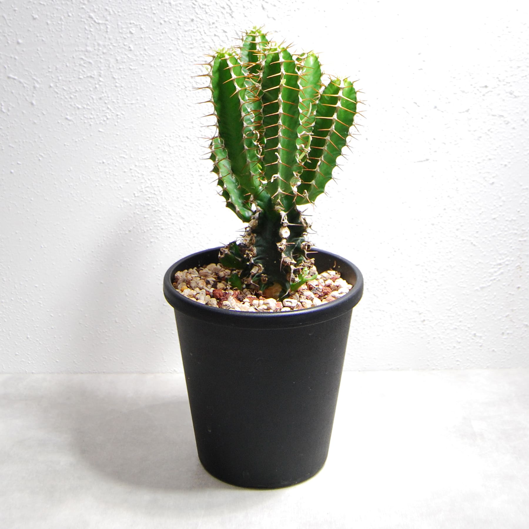 ユーフォルビア ムランジーナ（実生株）001 – linkplants -リンクプランツ-