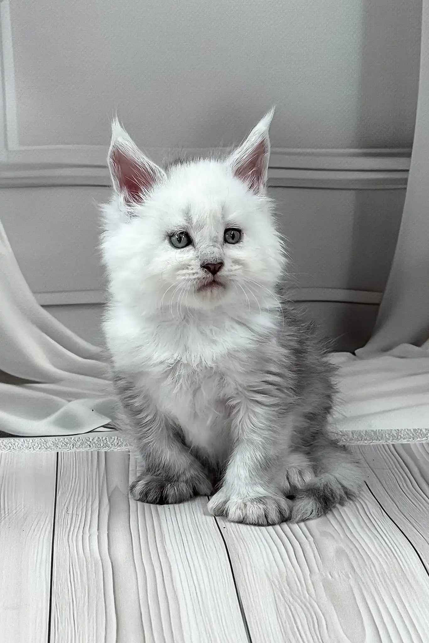 その他 Psychedelic Maine Coon Cat DAC Psychedelic Maine Coon Cat