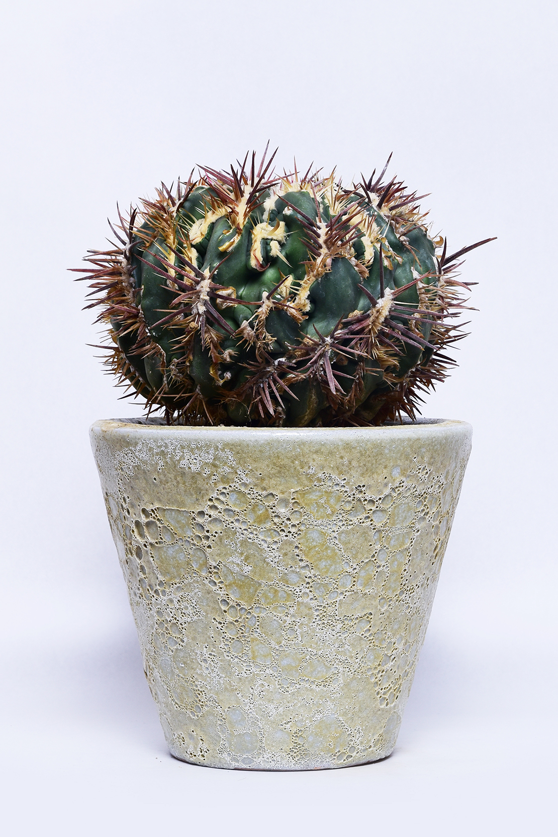 ホマロケファラ 綾波モンストローサ | 叢 – くさむら – Qusamura