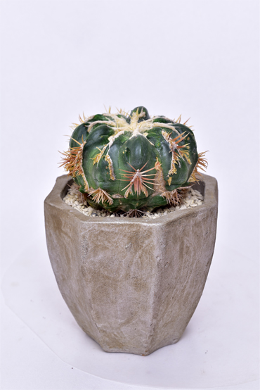 綾波モンストローサ | 叢 – くさむら – Qusamura