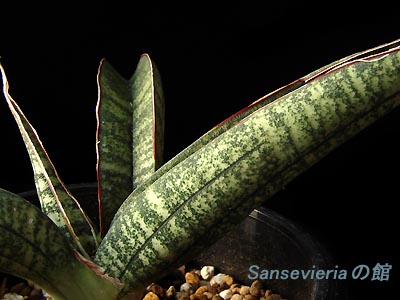サンセベリアの館