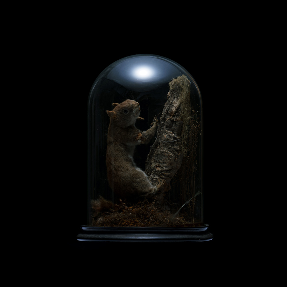 リスの剥製｜アンティークレンタル - LEASE - V. Sabrina