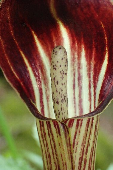 オオミネテンナンショウ