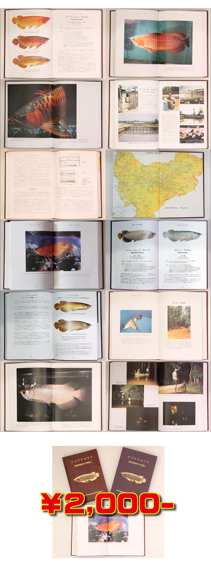 アジアアロワナ熱帯雨林の神秘特価販売【アジアアロワナ専門店