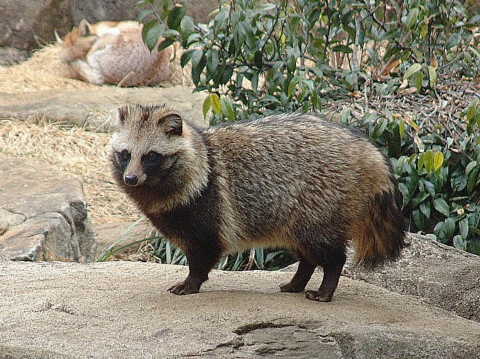 ホンドタヌキ（本土狸） - 動物図鑑 - 動物写真のホームページ