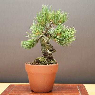 宮島五葉松 小品盆栽 樹齢15年の一点物盆栽を販売｜盆栽妙 – 盆栽妙 本店