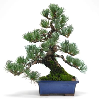 至高の小品 五葉松の盆栽を販売｜盆栽妙 – 盆栽妙 本店