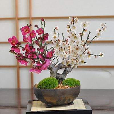紅白梅の盆栽を販売｜ 盆栽妙 – 盆栽妙 本店