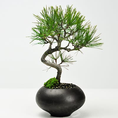 四国黒松の盆栽を販売｜入門は盆栽妙 – 盆栽妙 本店