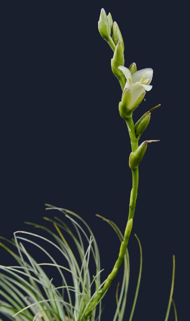 Bromeliads in Australia - Stigmatodon plurifolius