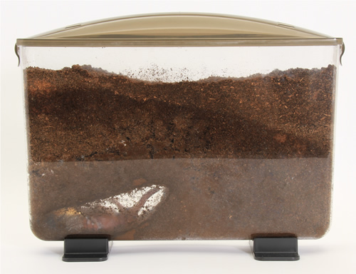 見える観察ケース「ラクぼっくす」WIDE