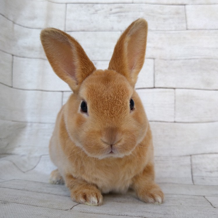 ミニレッキス | 立川のうさぎ専門店ラッキーラビットはウサギの多さと
