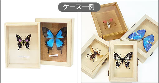 スルコウスキーモルフォ , キーワード「モルフォ」 , 蝶の標本 販売