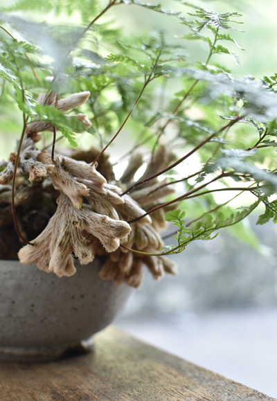 石化シノブ - Collection : コレクション - NEO GREEN : ネオグリーン