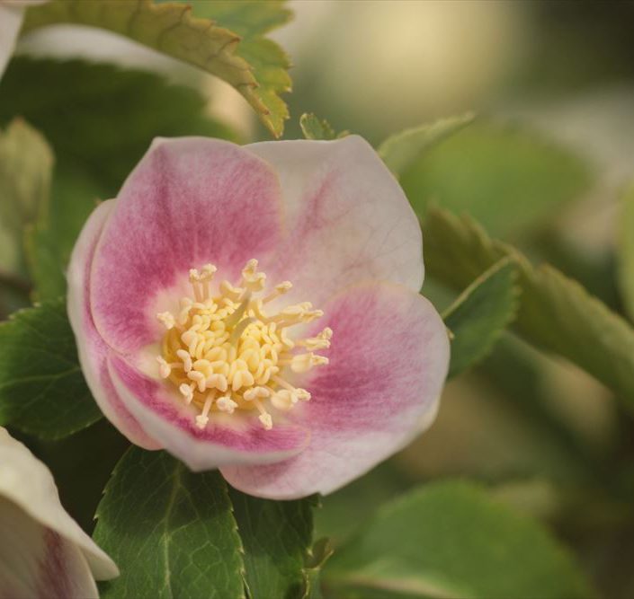 クリスマスローズ 小苗 SDノスタルジア セルフ 1苗 クリスマスローズ