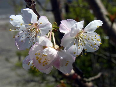 サクランボ（ミザクラ）