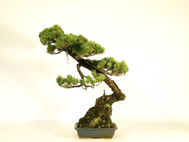 五葉松盆栽 斜幹 No.a8-31 | 五葉松 専門盆栽園 松風園(しょうふうえん