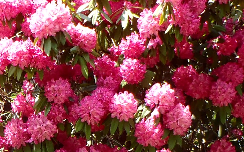 ツツジ属 Rhododendron sp. ワカサギという植物考察 Plant
