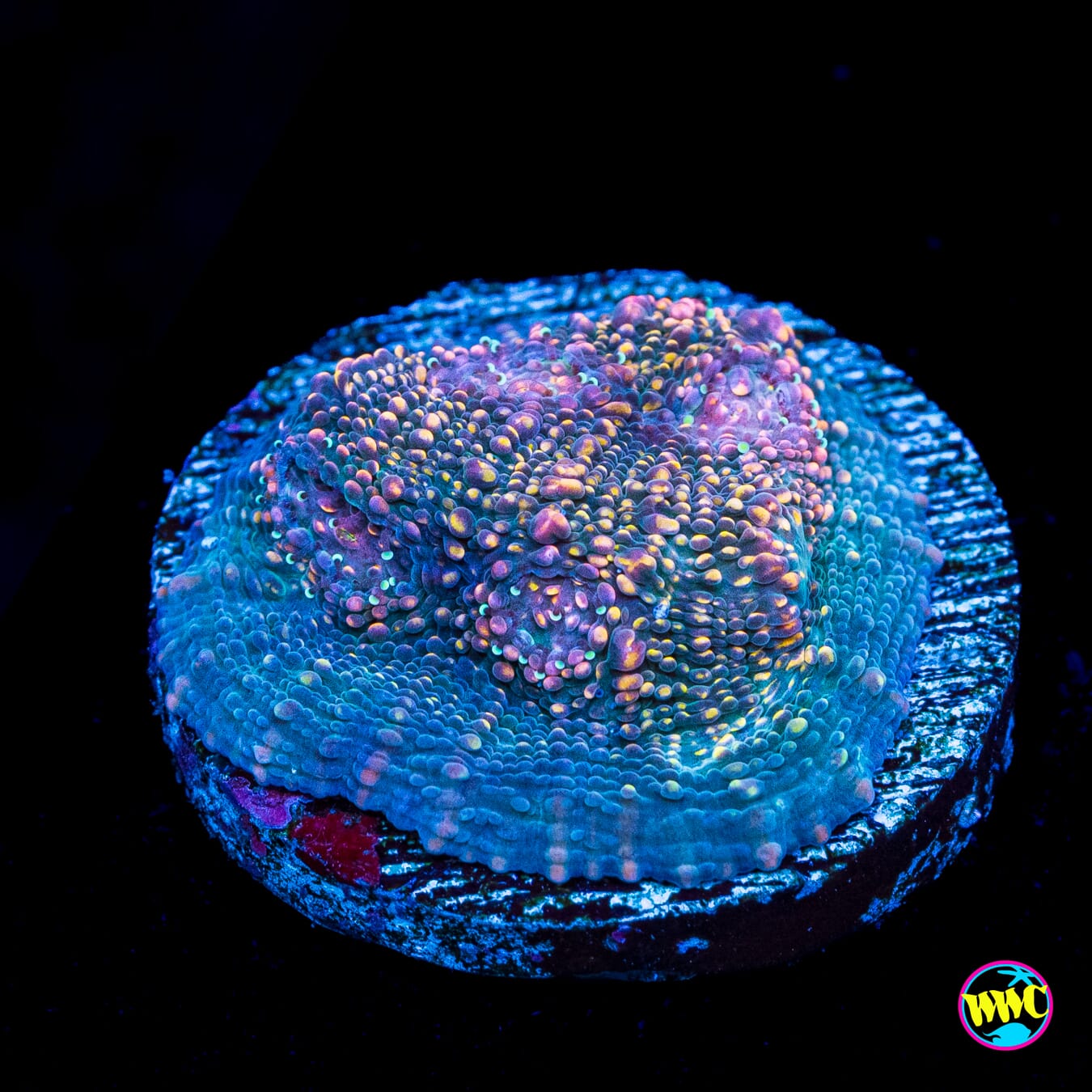 WYSIWYG Coral for Sale | World Wide Corals