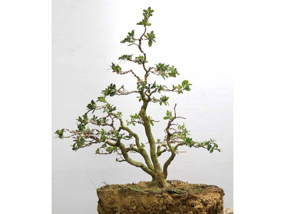 明美の月 あけみのつき : ヤマカ園芸, 皐月販売