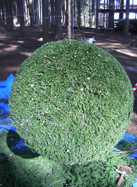 杉玉の制作・通販・販売【ブランド杉・山武杉を利用】｜99beach