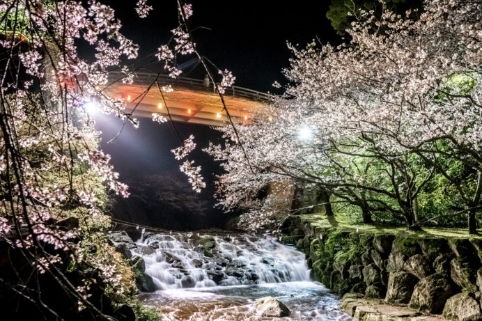 橘神社の桜【満開いつ？開花速報2023】～現地レポ！