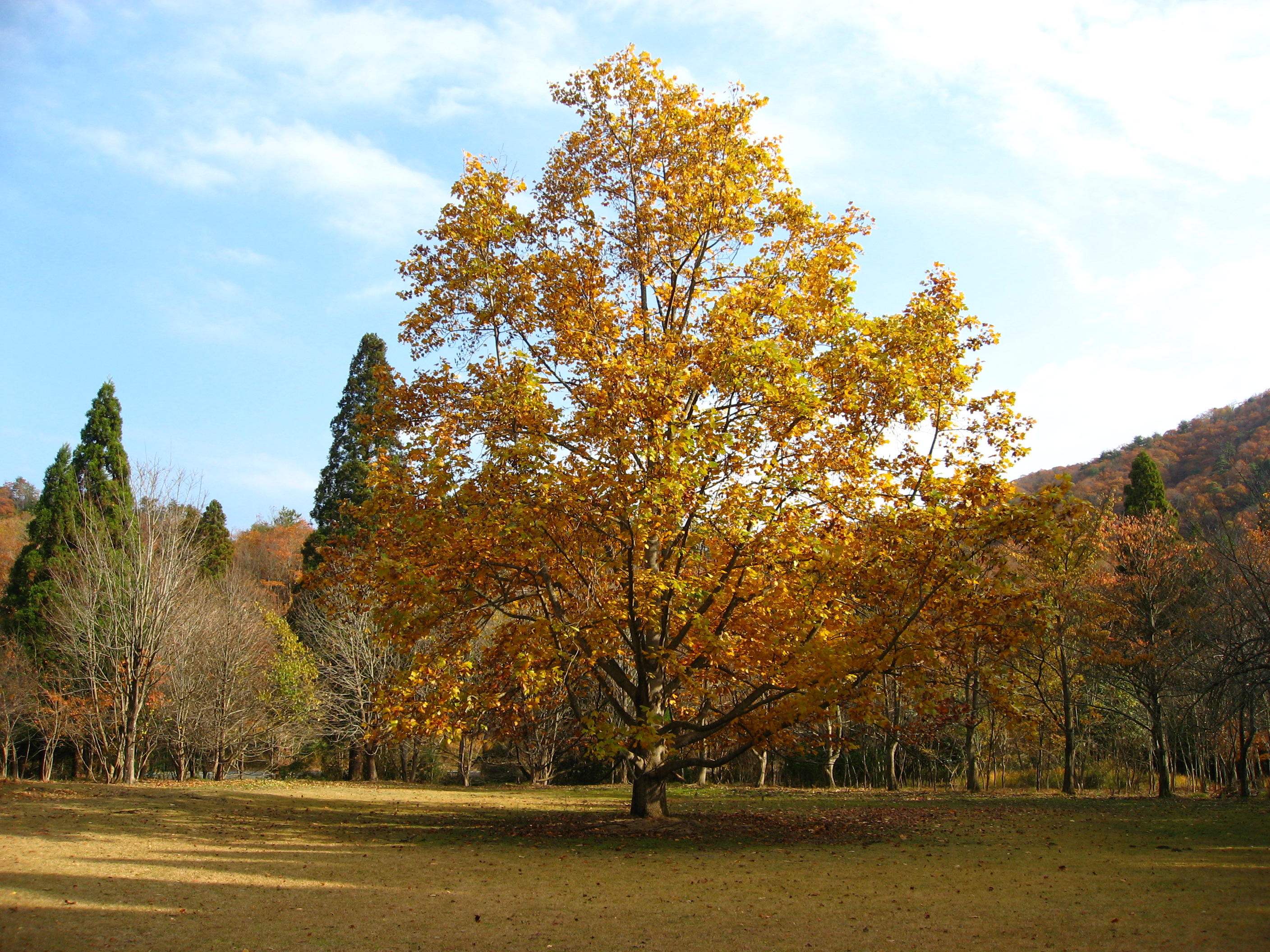 森林公園くつきの森 | びわ湖高島観光ガイド