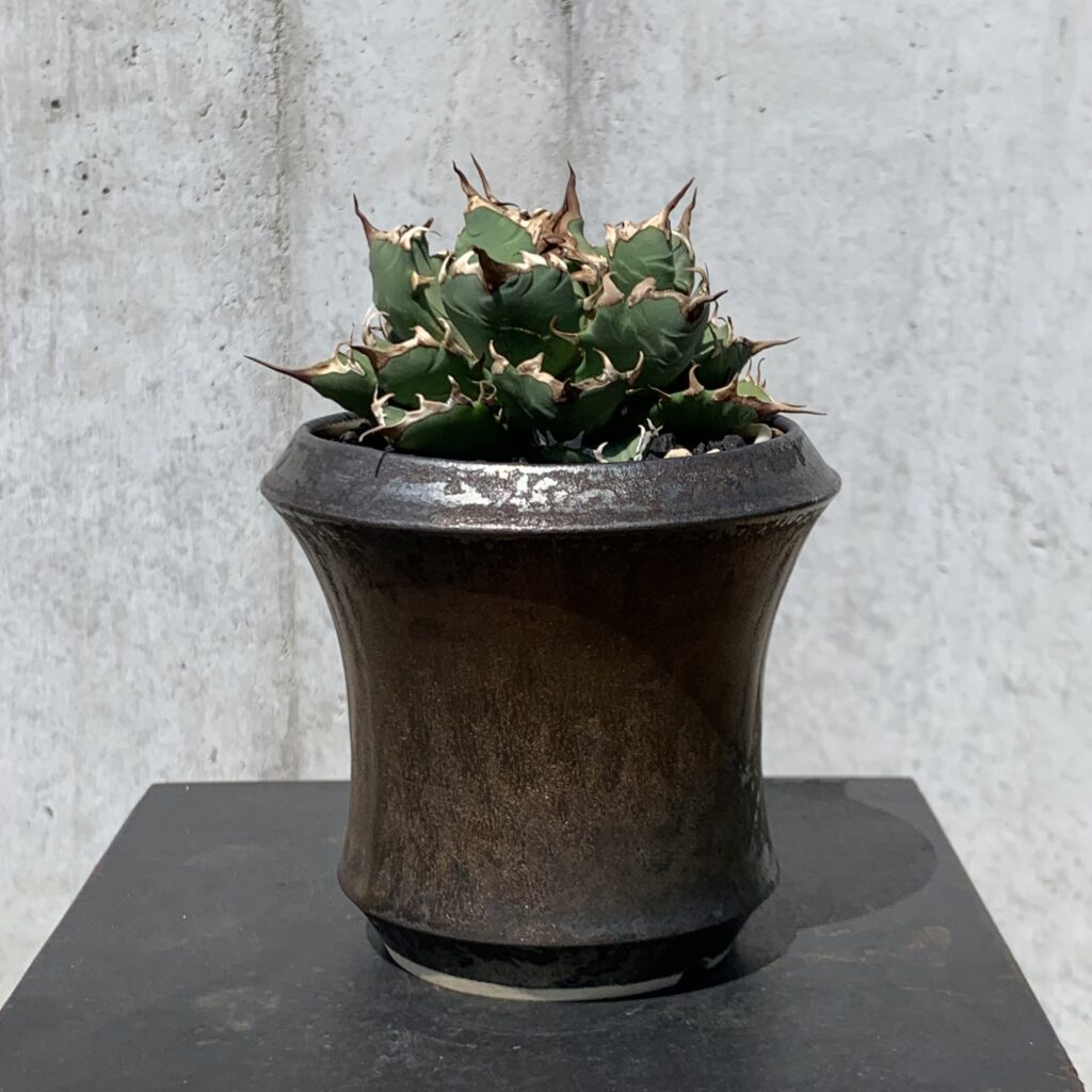 yuki】アガベ オテロイ 種子 姫厳竜×黒火焔 30粒 アガベ チタノタ 姫厳龍