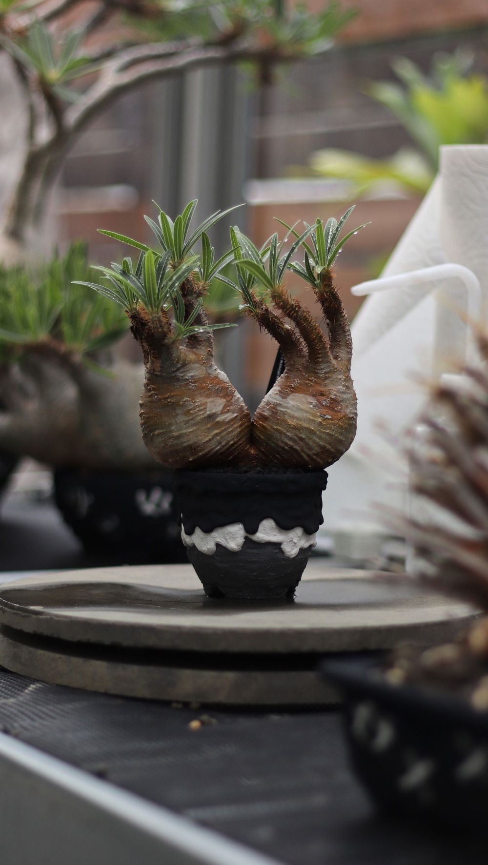 Left botanical | 電子チケット販売『teket』