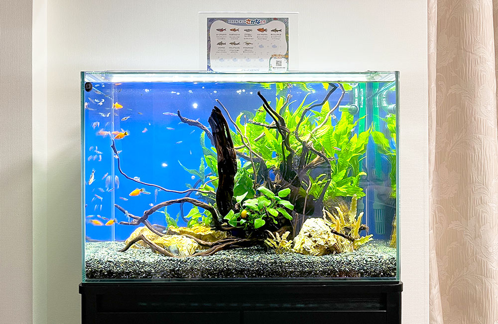 水槽用照明の数は水槽レイアウトで決める！LED照明の適正数を解説