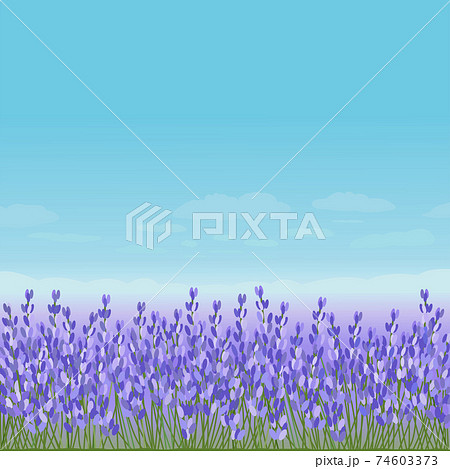 ラベンダー畑のイラスト素材 [74603373] - PIXTA