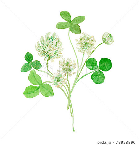 シロツメクサの花と葉を束ねた水彩イラストのイラスト素材 [78953890