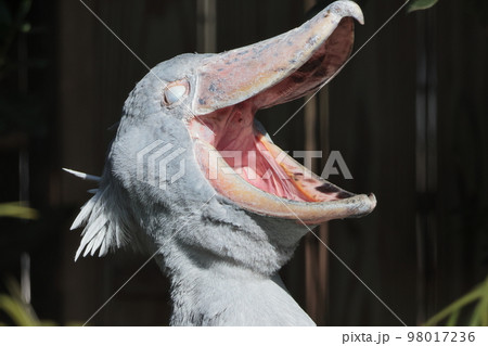 ハシビロコウの写真素材 [98017236] - PIXTA