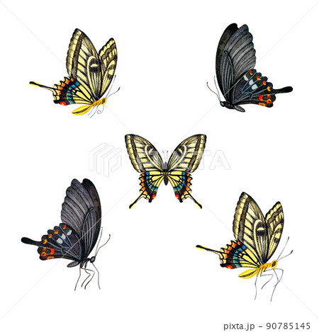 アゲハ蝶の水彩画素材のイラスト素材 [90785145] - PIXTA