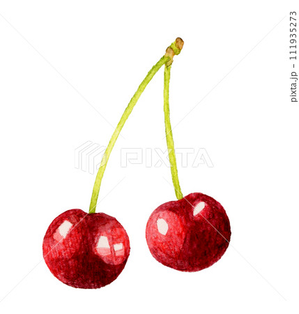 アメリカンチェリー（さくらんぼ） フルーツの手描き水彩イラスト素材
